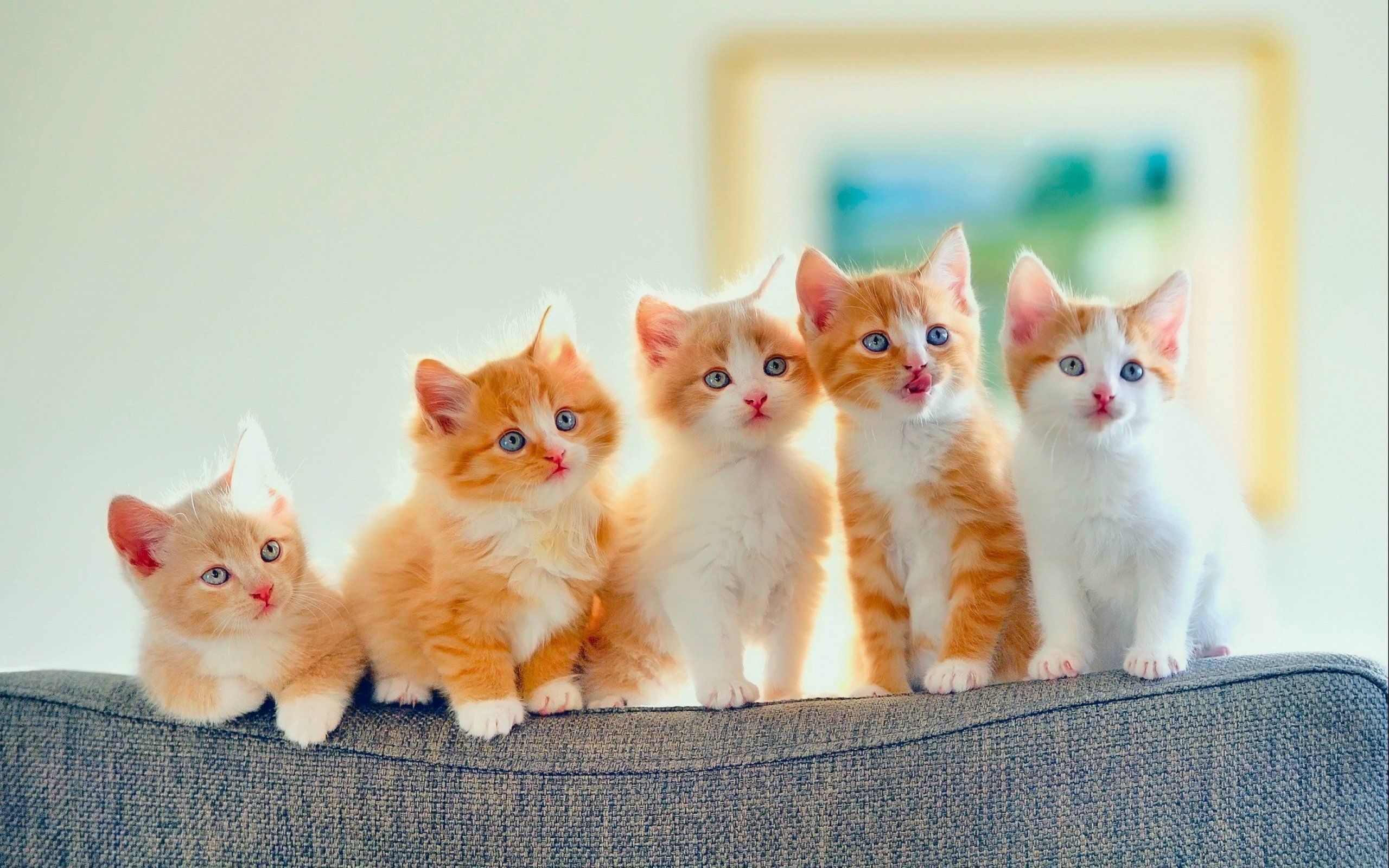 kittens, Kitten, Cat, Cats, Baby, Cute, S Wallpaper