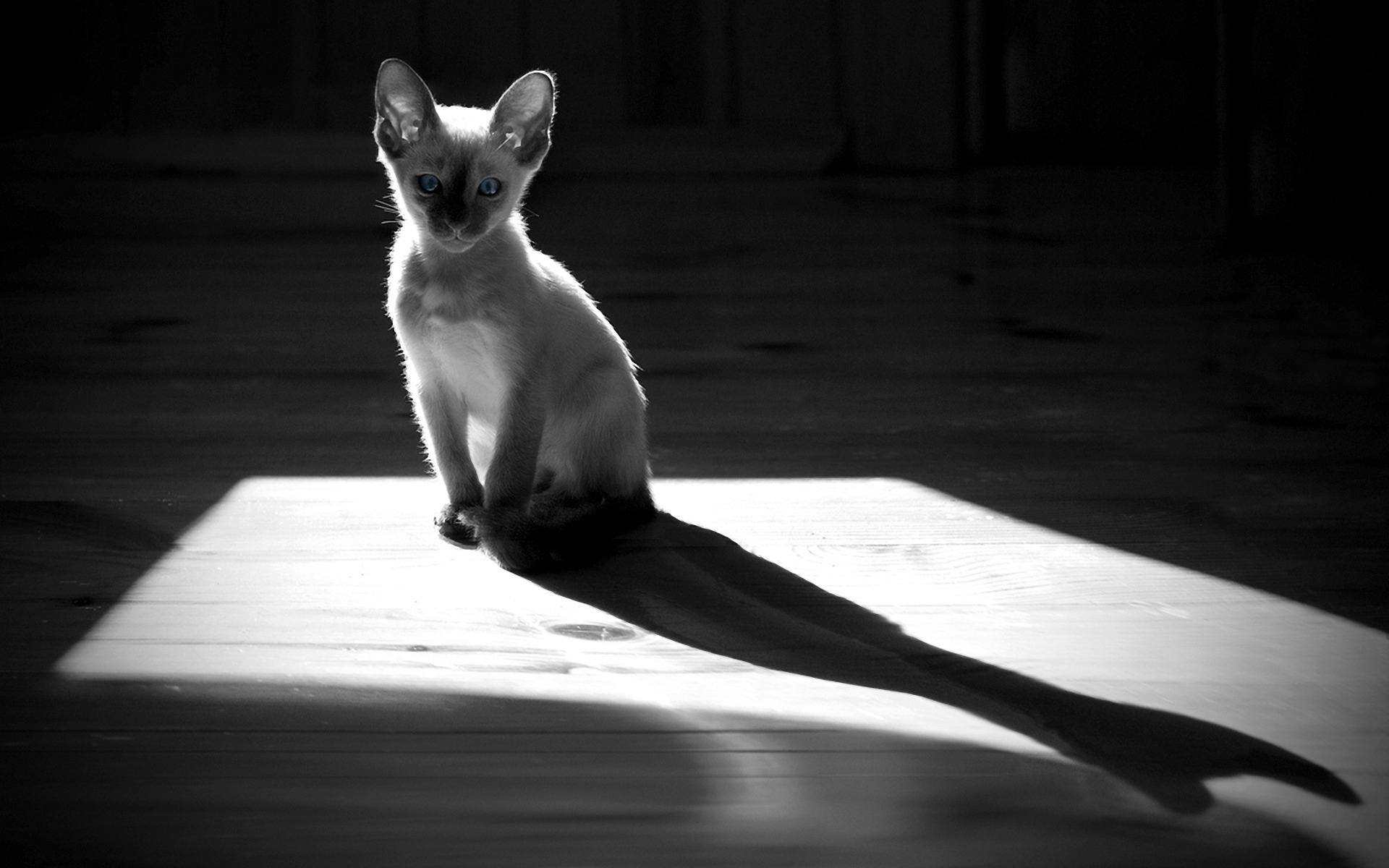 cat, Black, White Wallpaper