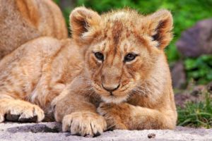 lion, Cub, Photo