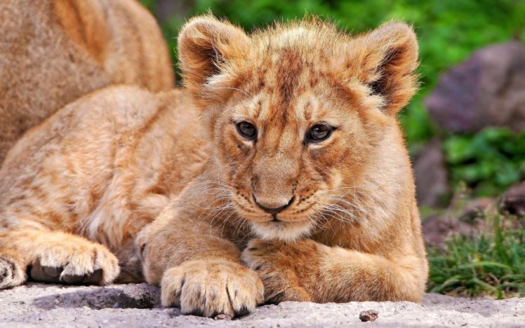 lion, Cub, Photo HD Wallpaper Desktop Background