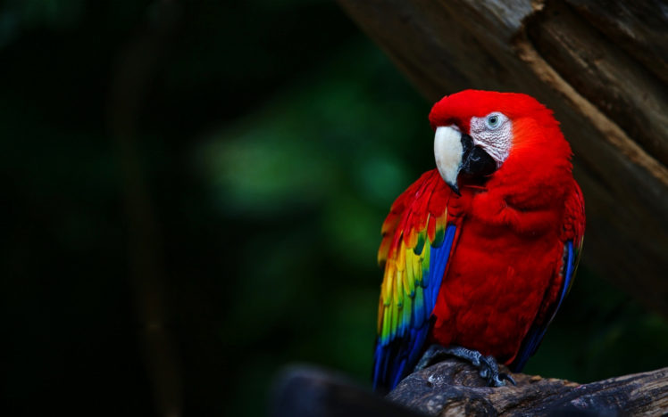 parrot HD Wallpaper Desktop Background