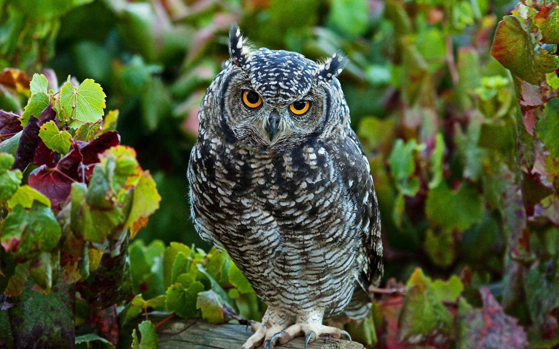 owl Wallpaper