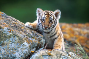 tiger, Under, Reconnaissance