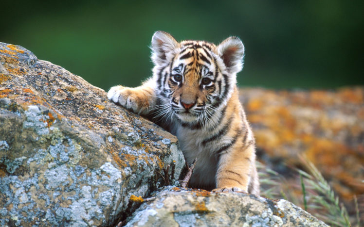 tiger, Under, Reconnaissance HD Wallpaper Desktop Background