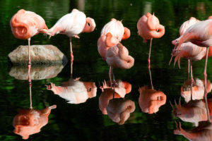 flamingo, Bird, Sleep, Reflection, Water