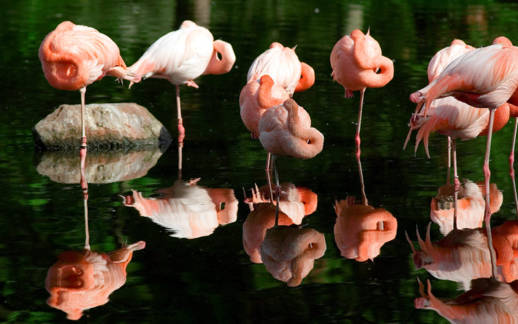 flamingo, Bird, Sleep, Reflection, Water HD Wallpaper Desktop Background