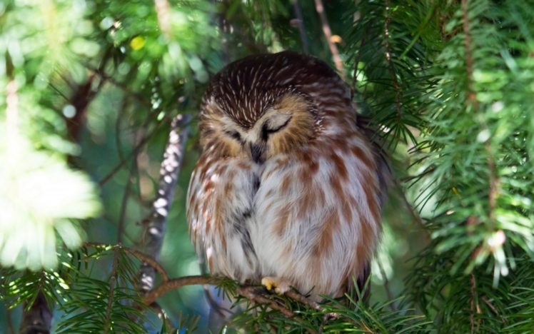 nature, Owl, Tree HD Wallpaper Desktop Background