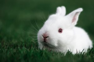 white, Rabbit, Rabbit, Bunny, Baby, Easter