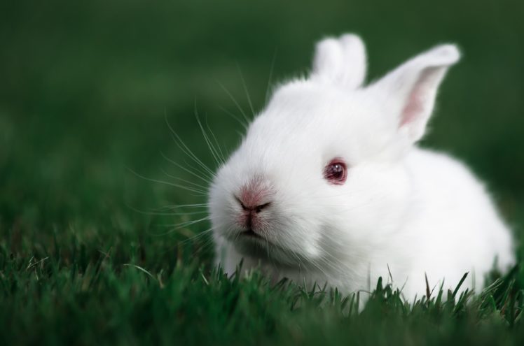 white, Rabbit, Rabbit, Bunny, Baby, Easter HD Wallpaper Desktop Background