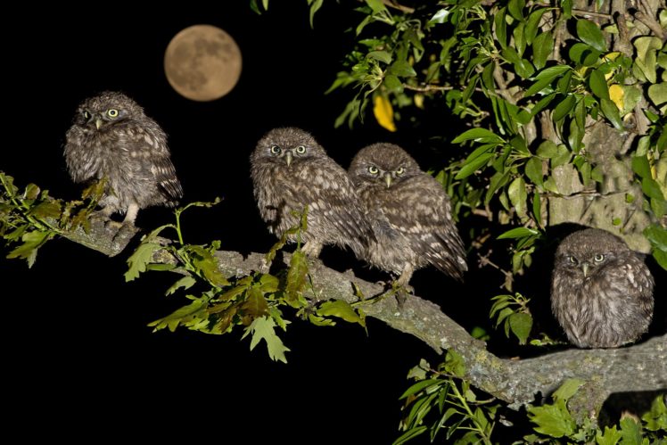 owl, Owls, Birds, Quartet, Little, Family, Tree, Branch, Moon, Night, Moon, Baby HD Wallpaper Desktop Background