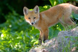 fox, Cub, Red, Eyes, Foxes, Baby