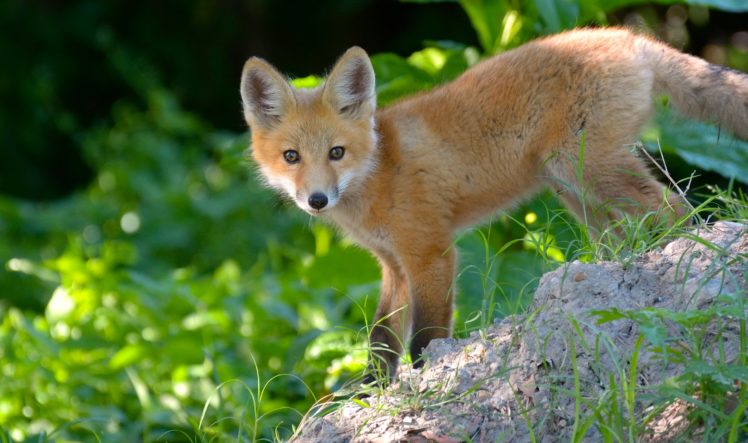 fox, Cub, Red, Eyes, Foxes, Baby HD Wallpaper Desktop Background