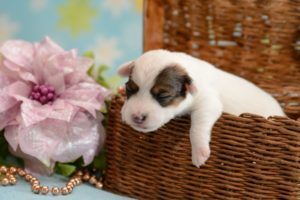 dog, Puppy, Baby, Crumb, Basket, Flower