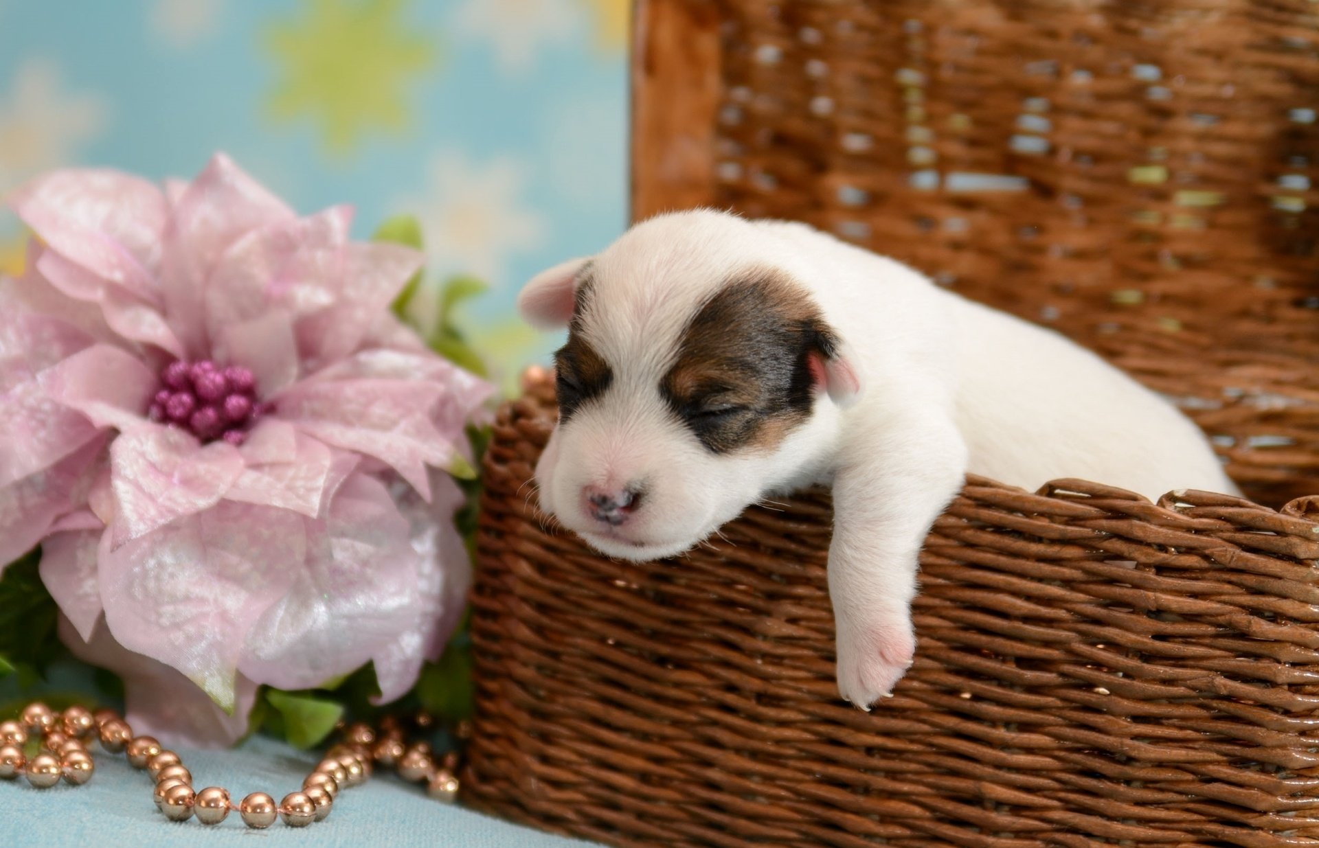 dog, Puppy, Baby, Crumb, Basket, Flower Wallpaper