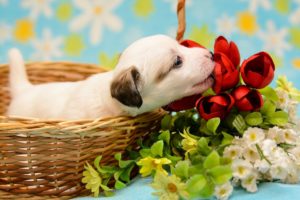 dog, Puppy, Baby, Crumb, Basket, Flowers