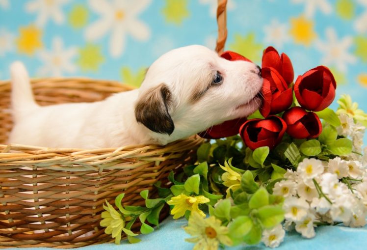 dog, Puppy, Baby, Crumb, Basket, Flowers HD Wallpaper Desktop Background
