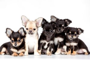 chihuahua, Dog, Puppy, Baby