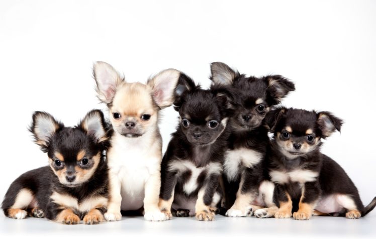 chihuahua, Dog, Puppy, Baby HD Wallpaper Desktop Background