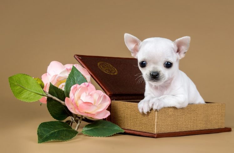 chihuahua, Puppy, Dog, Flowers, Jewelry, Box HD Wallpaper Desktop Background