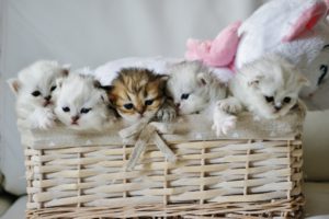kitten, Baby, Cute, Cat