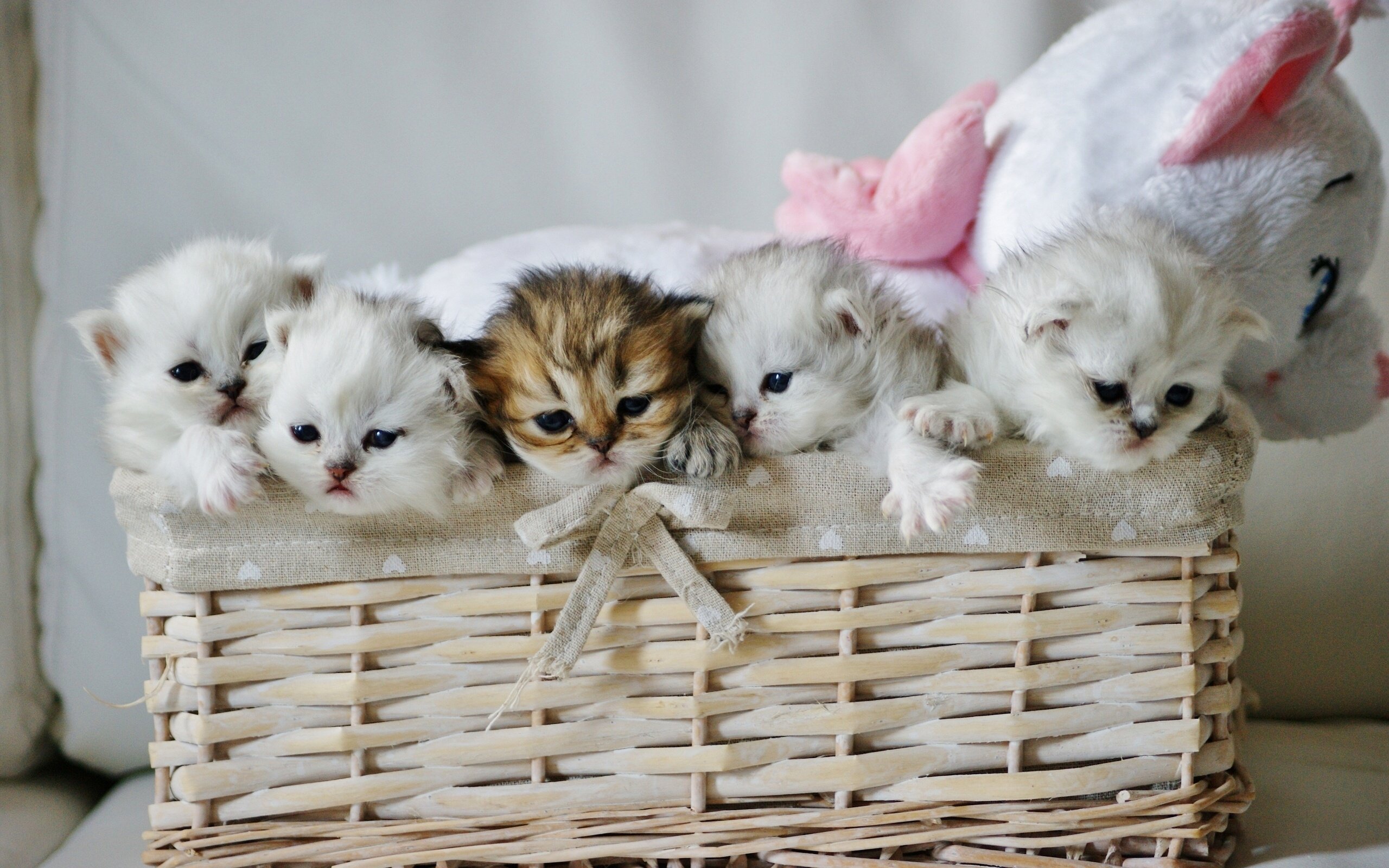 kitten, Baby, Cute, Cat Wallpaper