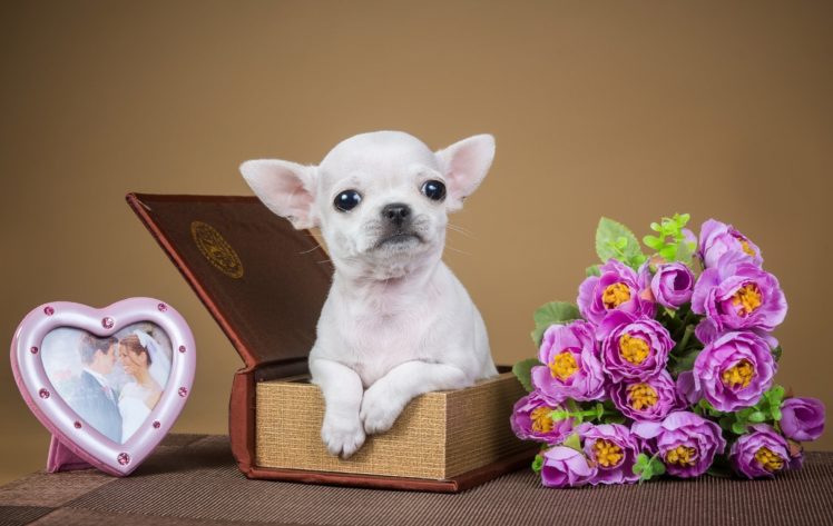 chihuahua, Puppy, Dog, Flowers, Jewelry, Box HD Wallpaper Desktop Background