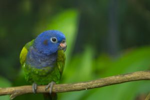 blue, Green, Parrot