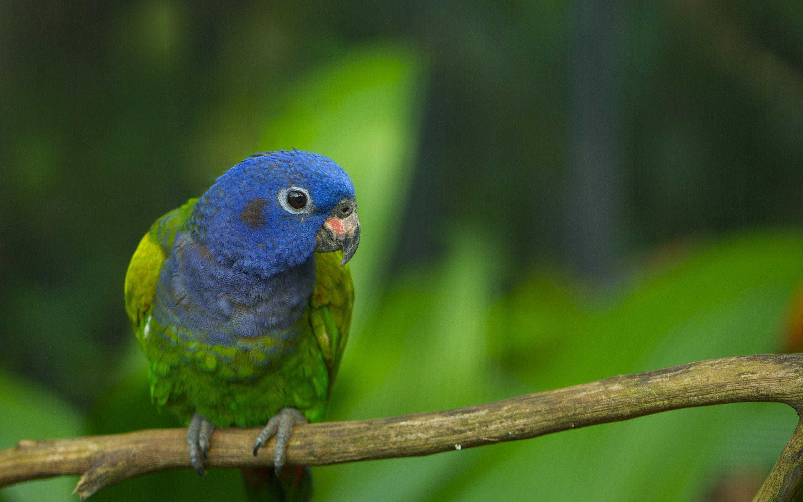 blue, Green, Parrot Wallpaper