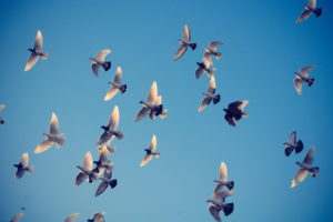 pigeons, The, Sky, Flying
