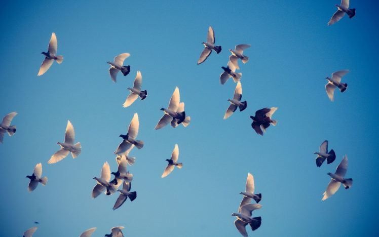 pigeons, The, Sky, Flying HD Wallpaper Desktop Background