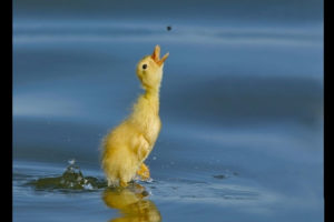 water, Insects, Duckling, Baby, Birds, Birds