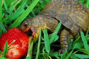 hungry, Little, Turtle