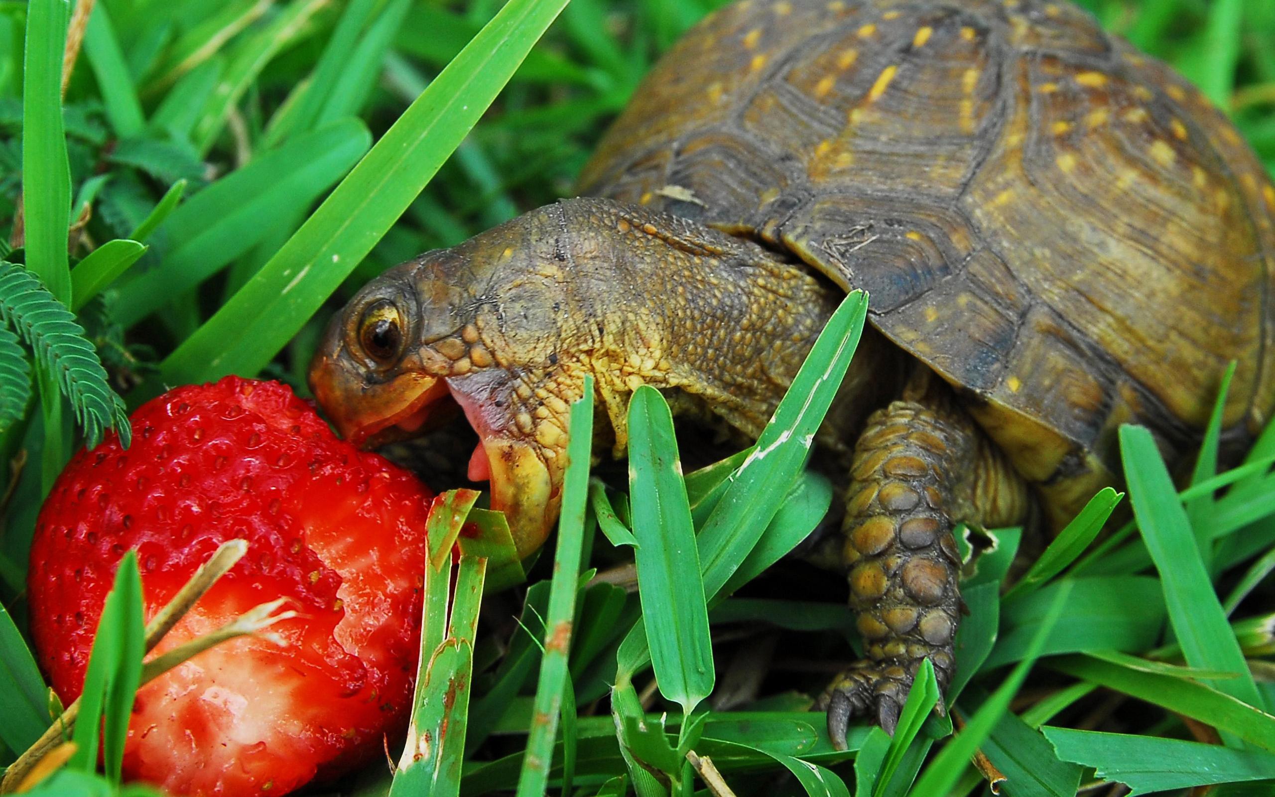 hungry, Little, Turtle Wallpaper