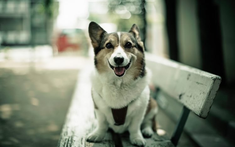 animals, Photography, Dogs, Bench, Corgi, Depth, Of, Field, Pets HD Wallpaper Desktop Background