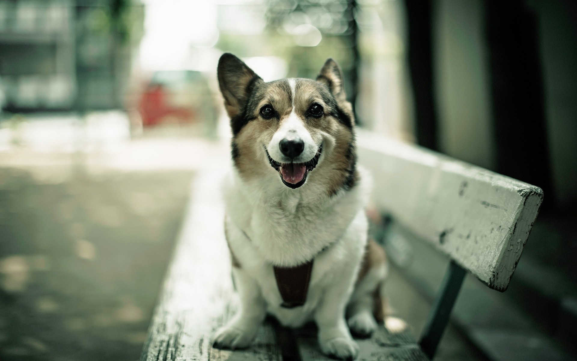 animals, Photography, Dogs, Bench, Corgi, Depth, Of, Field, Pets Wallpaper