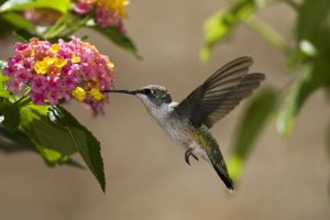 birds, Hummingbirds, Flowers, Nectar, Sunny, Leaves
