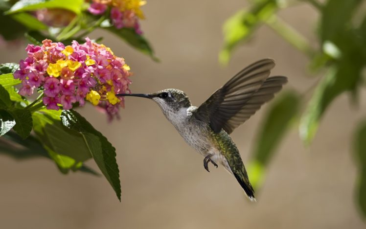 birds, Hummingbirds, Flowers, Nectar, Sunny, Leaves HD Wallpaper Desktop Background