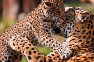 jaguar, Jaguars, Cat, Baby