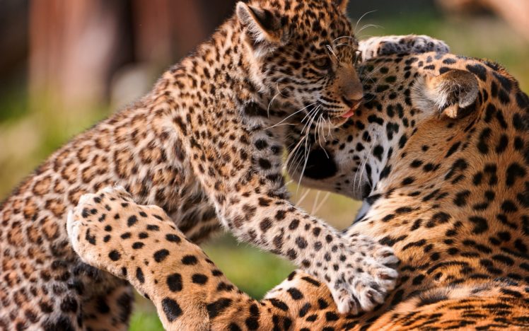 jaguar, Jaguars, Cat, Baby HD Wallpaper Desktop Background
