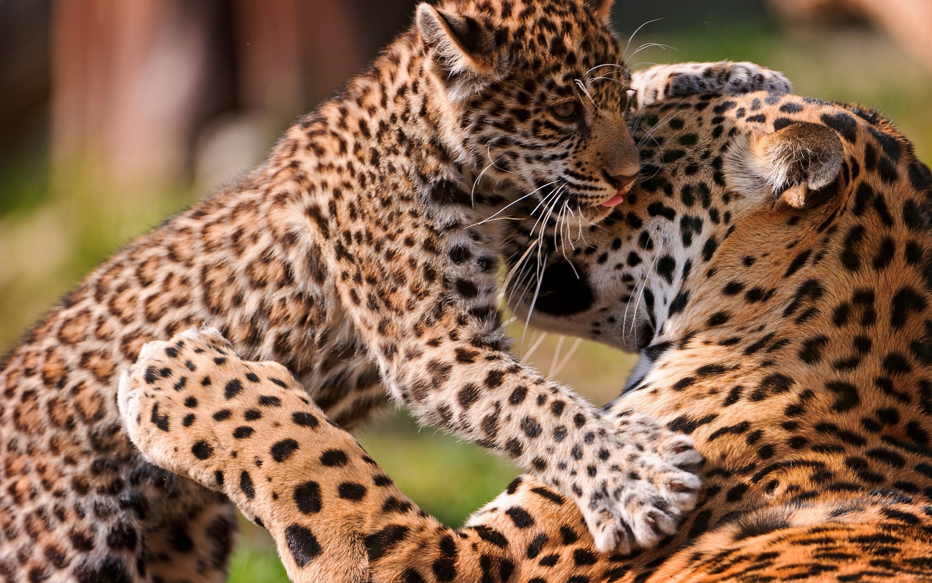 jaguar, Jaguars, Cat, Baby Wallpaper