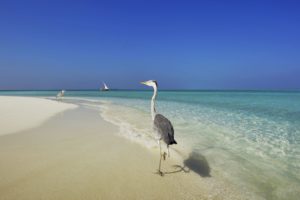 maldives, Sea, Shore, Herons, Beaches, Ocean