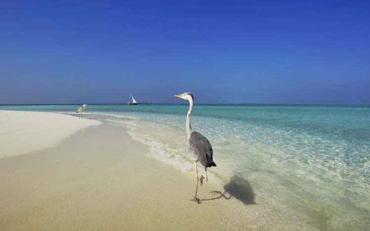 maldives, Sea, Shore, Herons, Beaches, Ocean HD Wallpaper Desktop Background