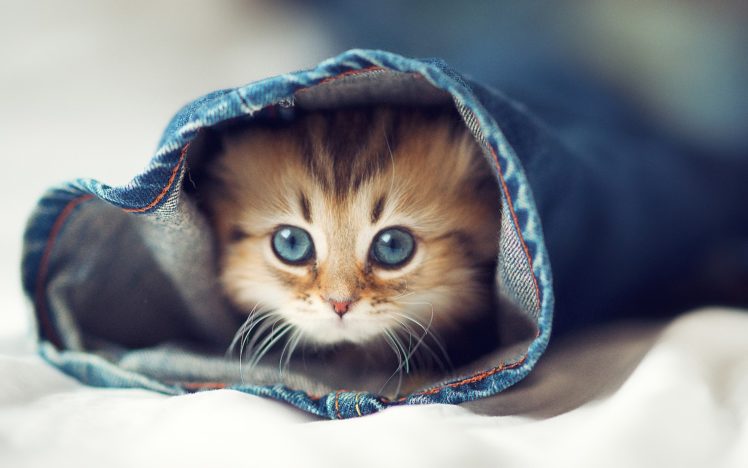 jeans, Cats, Animals, Kittens, Pets HD Wallpaper Desktop Background