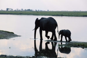 elephant, Baby, Reflection, Babies, Reflection