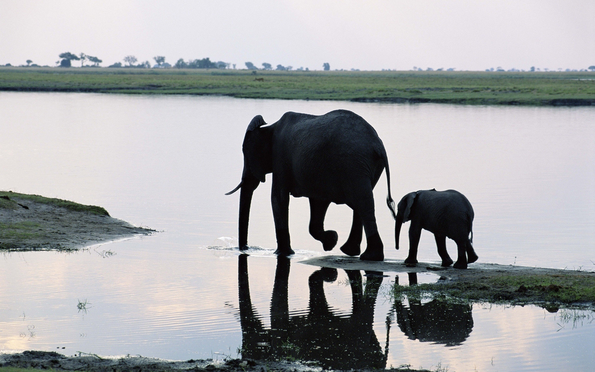 elephant, Baby, Reflection, Babies, Reflection Wallpaper