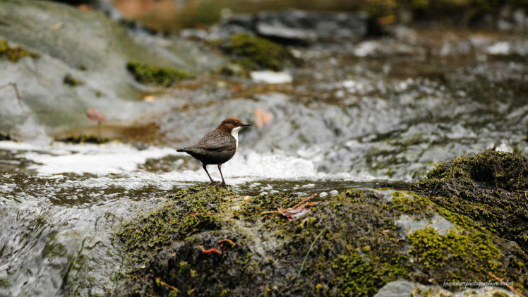 moss, Birds, Bird HD Wallpaper Desktop Background