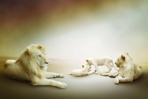 white, Family, Lion, Lioness, Lions, Play, Cubs, Cub, Babies
