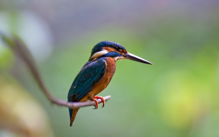 birds, Animals, Photography, Kingfisher HD Wallpaper Desktop Background