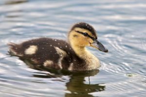 duckling, Fluffy, Feather, Drop, Water, Drops, Duck