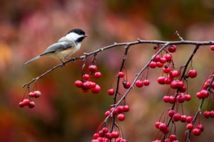 bird, Chickadee, Titmouse, Twig, And, Berries, Autumn